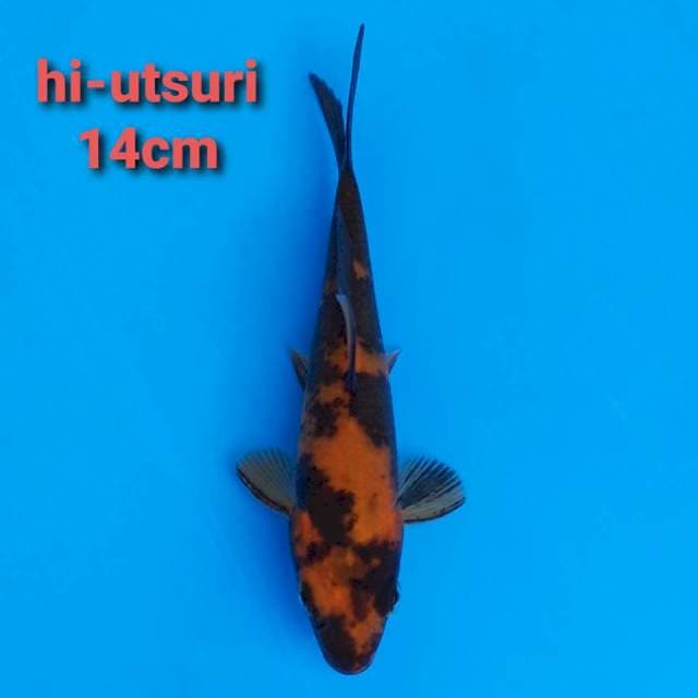 F1 Hi Utsuri 14cm