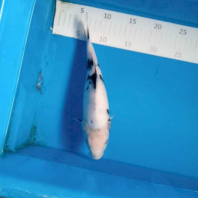 Shiro male 27cm