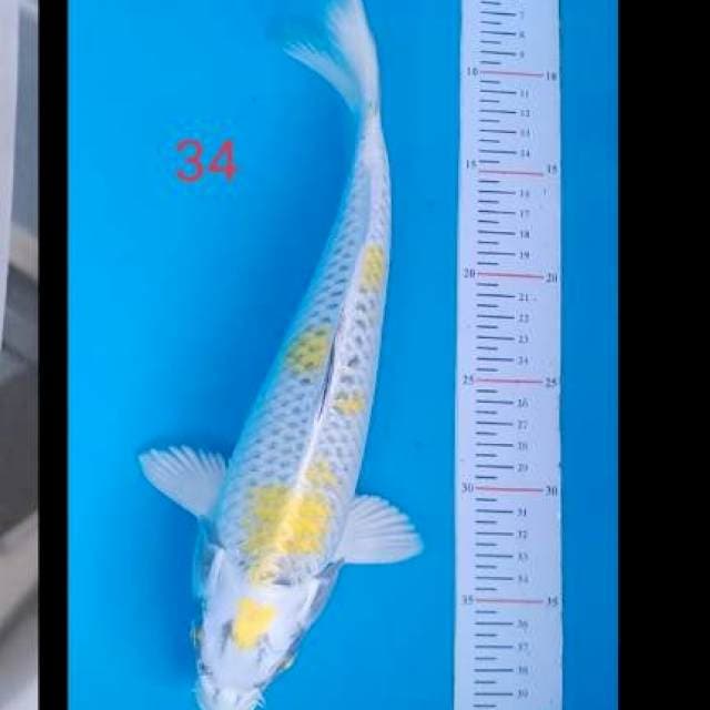 Kirin 34cm