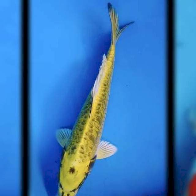 Mukasi ogon ARAGOKE 33cm