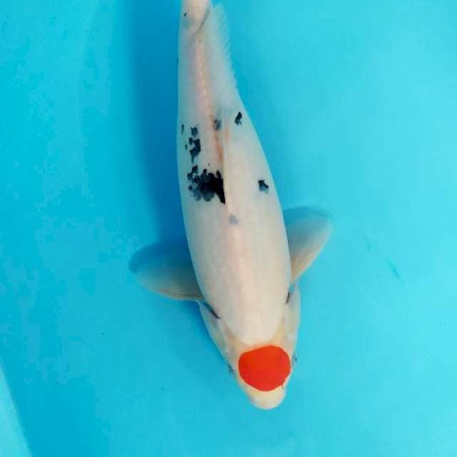 tancho sanke ori 38 cm