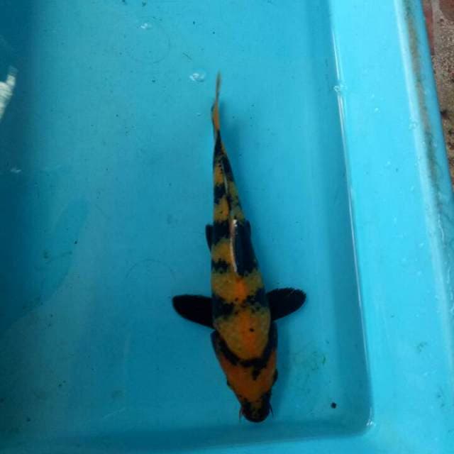Hi utshuri 20 cm