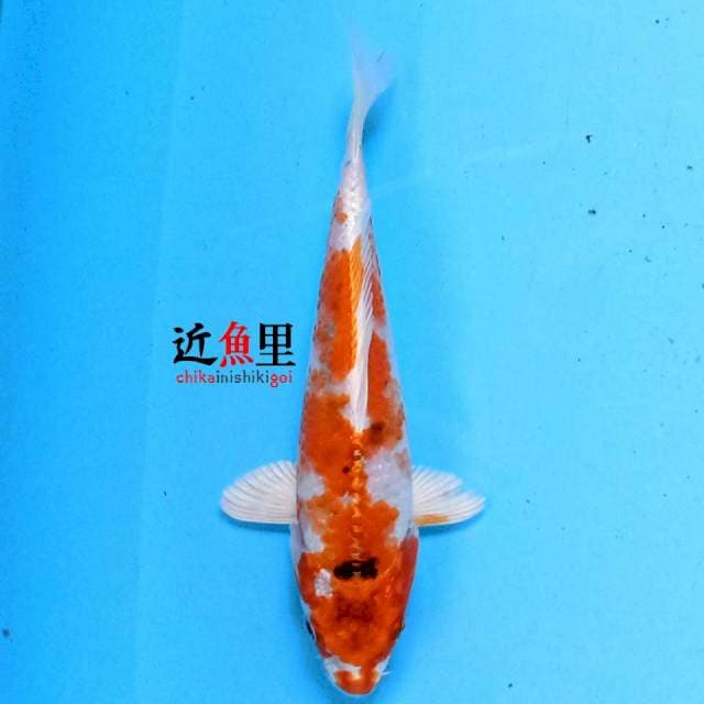 Kujaku 20 cm
