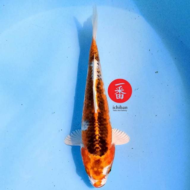 Kujaku 21 cm