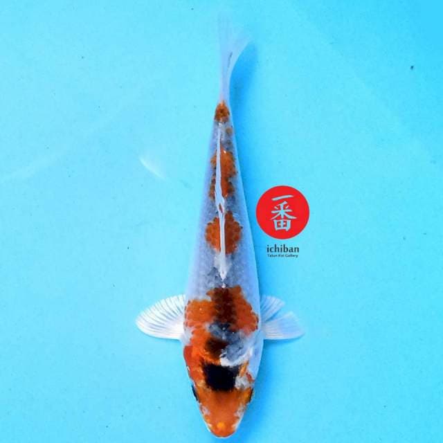 Kujaku 16 cm