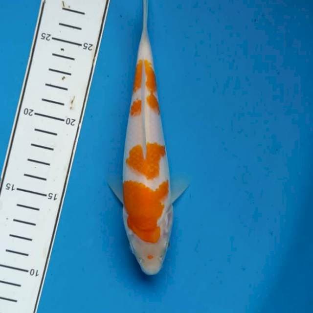 Kohaku