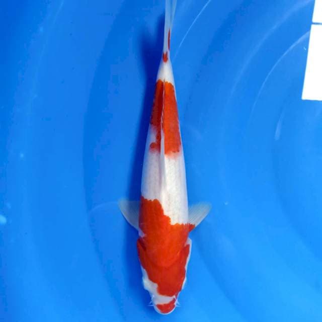 Kohaku 30cm strong