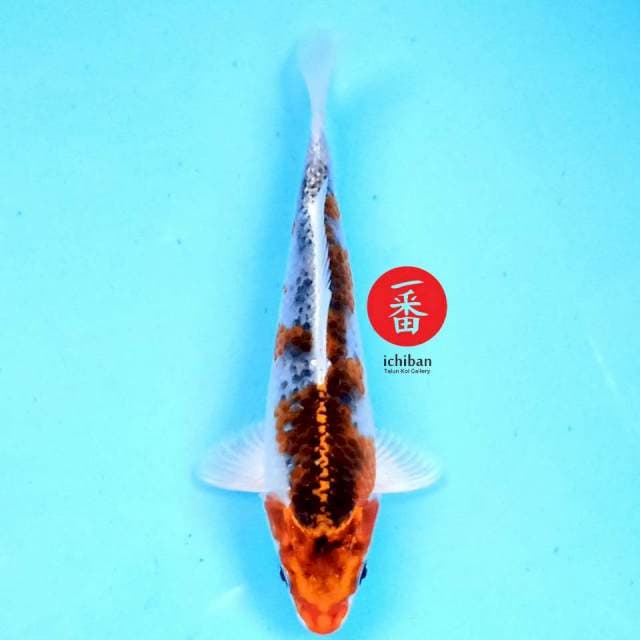 Kujaku 17 cm
