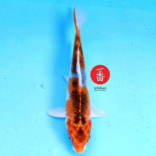 Kujaku 17 cm