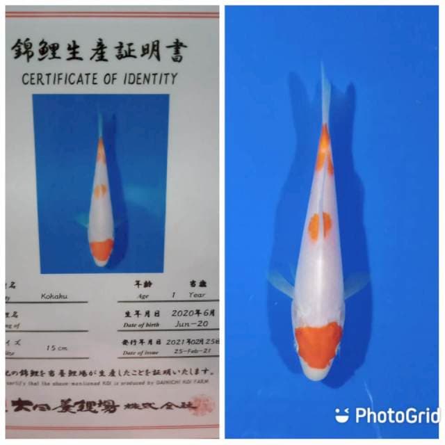 Kohaku tosai dainichi