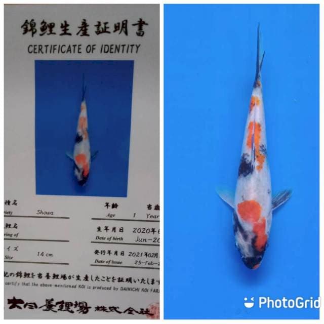 Showa tosai dainichi