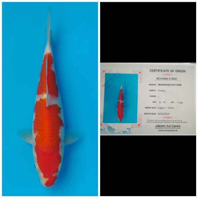 Maruboshi Kohaku