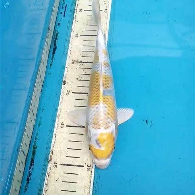Hariwake 23cm