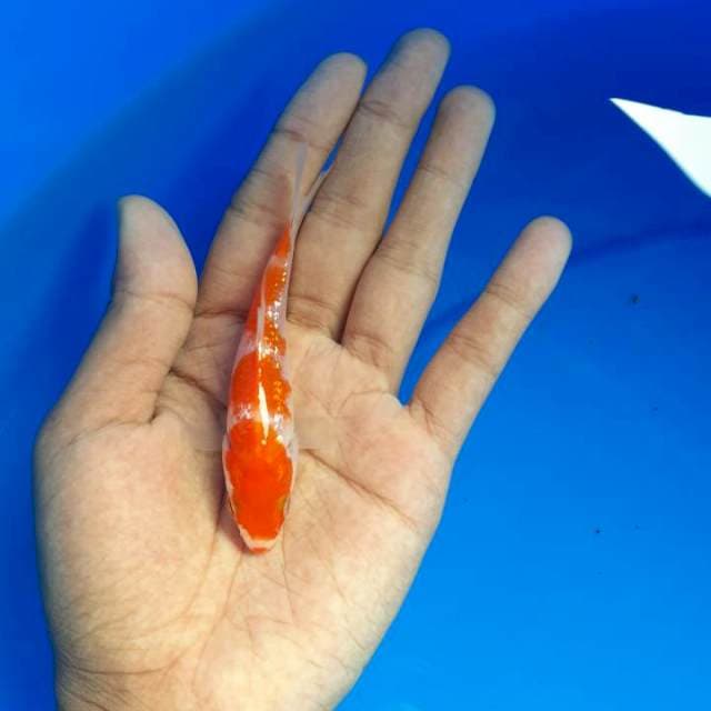 Kohaku gindrin 8 cm