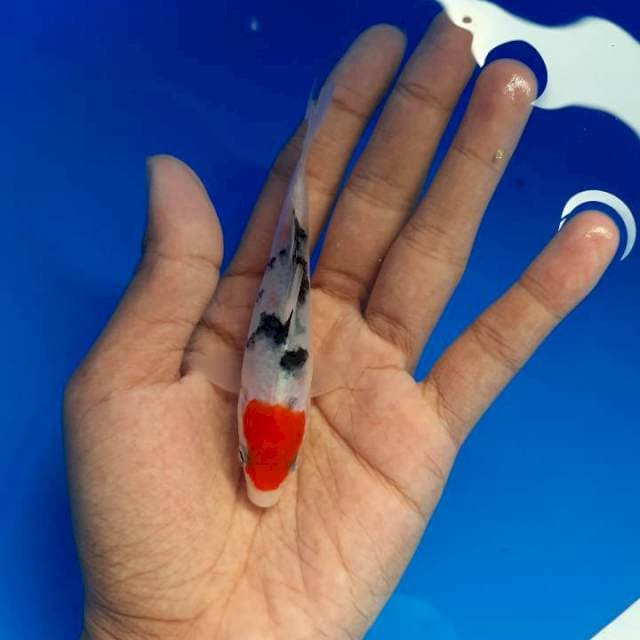 Tanco sanke 10 cm