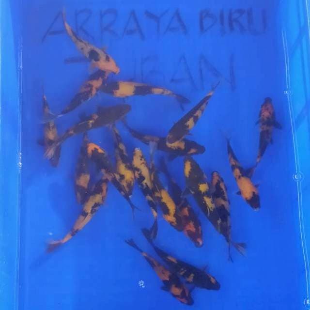 HI UTSURI Grade A size 13 - 15cm