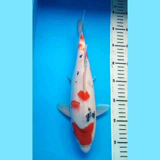 MARUTEN SANKE BODY JUMBO PUNUK 34 Cm