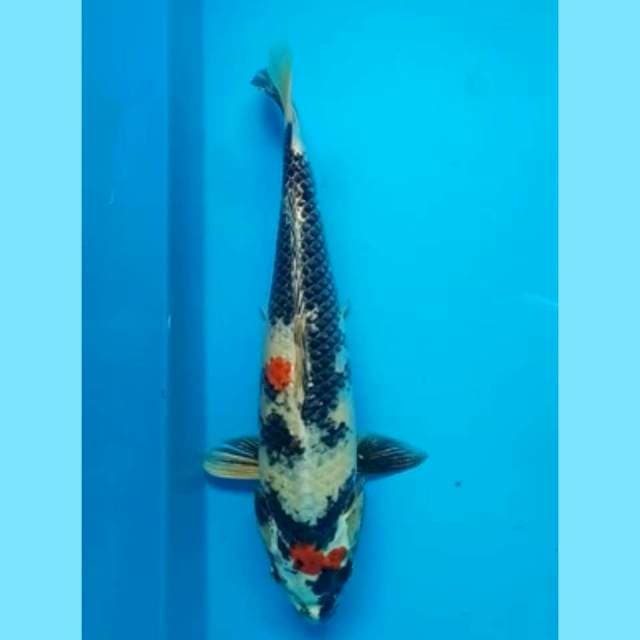 SHOWA 30 Cm