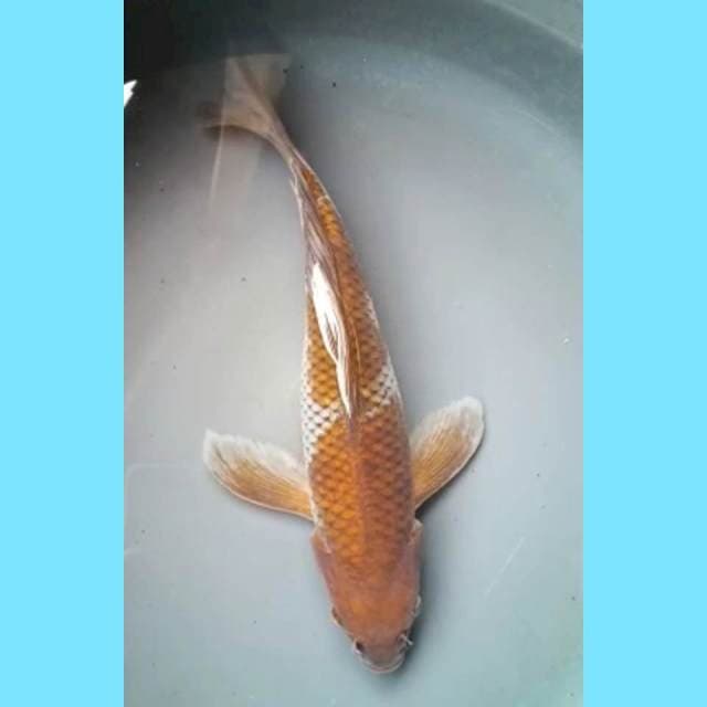 OCHIBA SHIGURE KUMPAY JANTAN 29 Cm