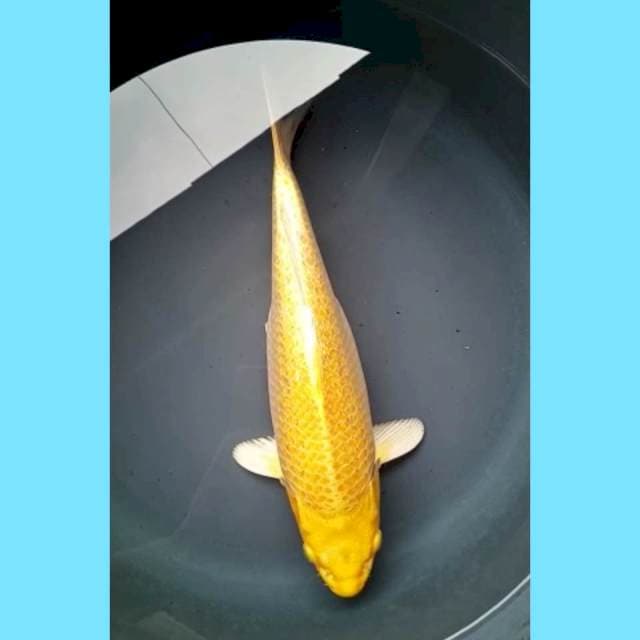 YAMABUKI GINRIN PUNUK 33 Cm