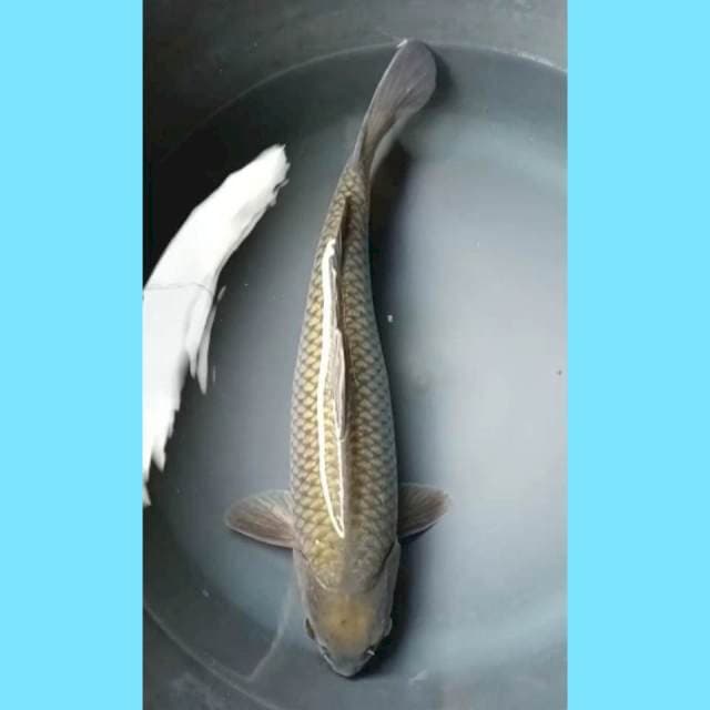 SORAGOI JUMBO PUNUK 38 Cm, JANTAN