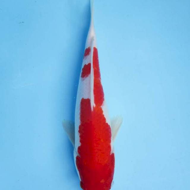 Kohaku