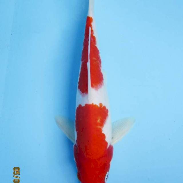 Kohaku