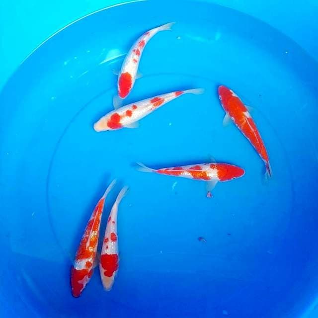 Kohaku Ginrin 20cm