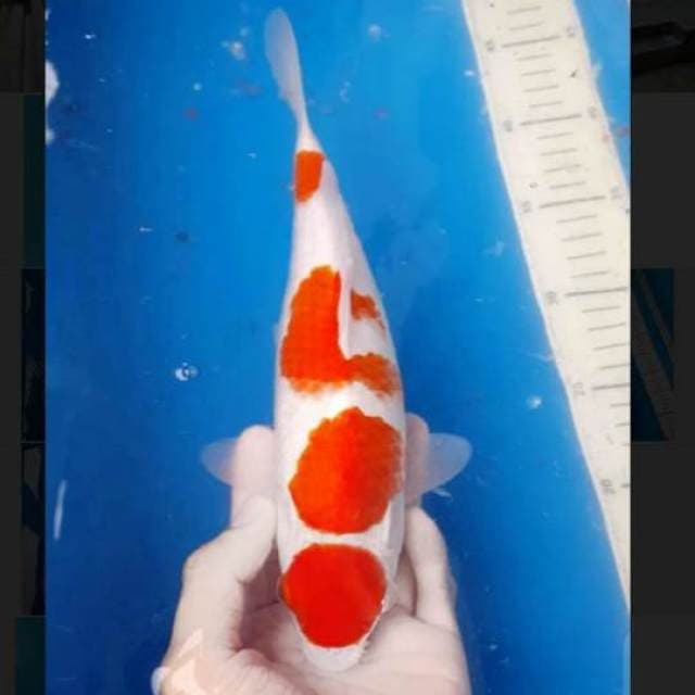 Kohaku 35bu