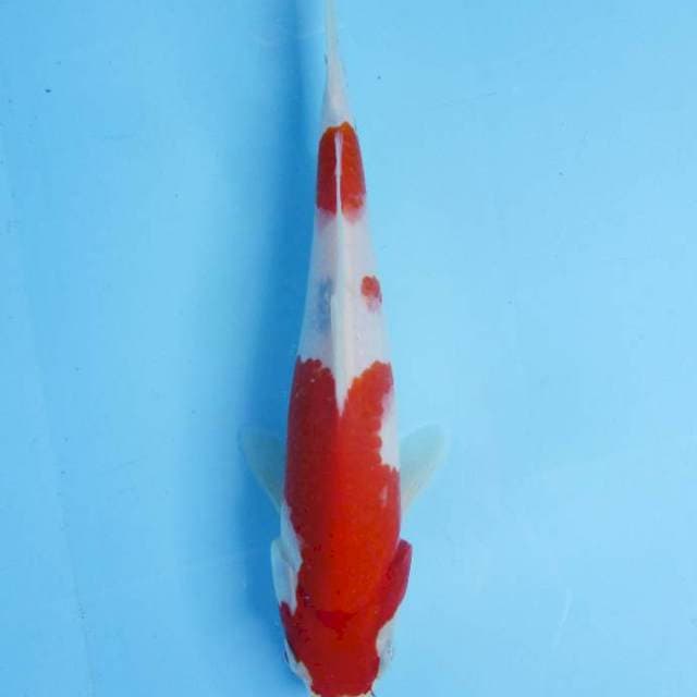 Kohaku