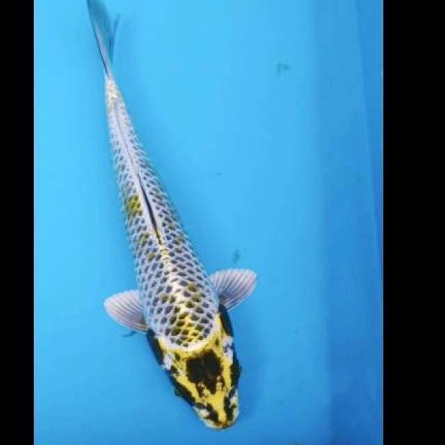 Kojaku 26cm