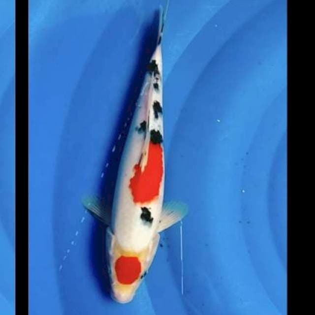 MARUTEN sanke 25cm