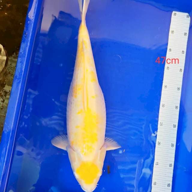 Maruten koyo mata merah itu 47cm