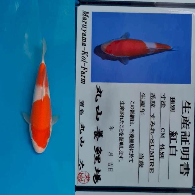 Kohaku Maruyama 25 bu 🤩😍🤩
