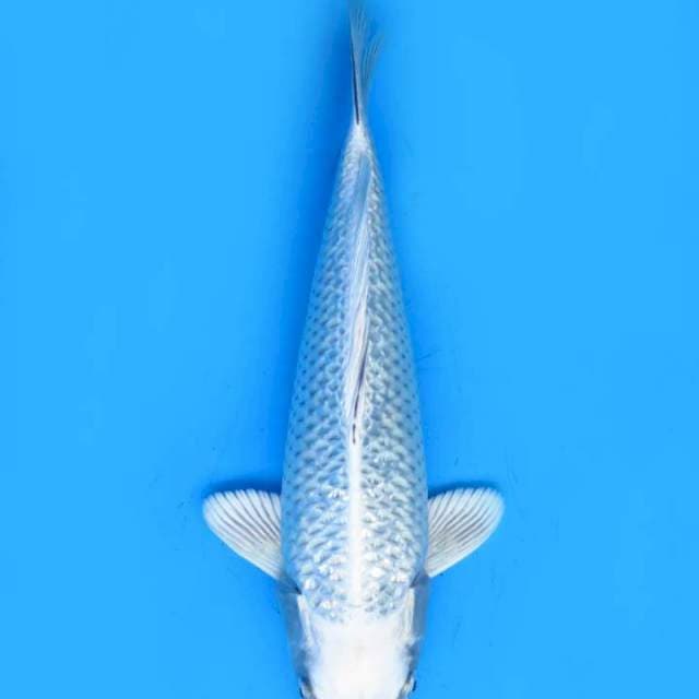 Mukashi ogon ginrin 27cm