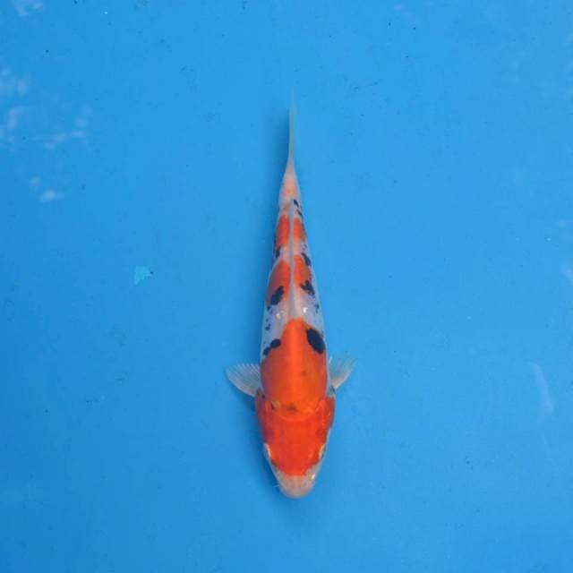 Beni Kumonryu F1