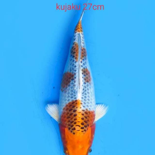 Kujaku gotenzakura 27cm