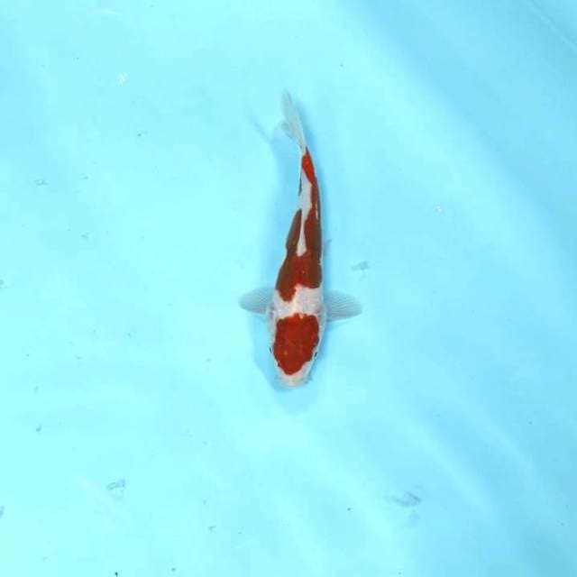 Maruten merah delima