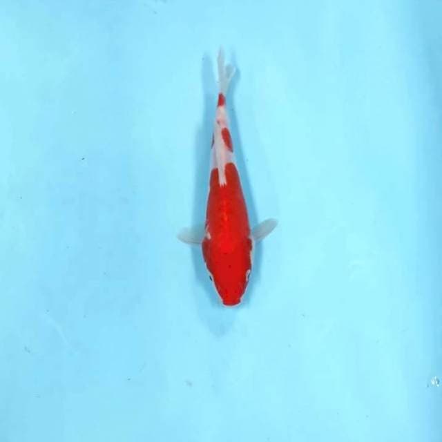 Menkaburi simetris