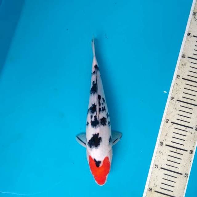 Original Tancho Sanke 32cm