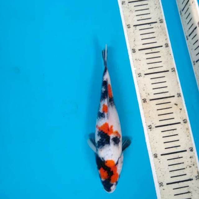 Maruten Showa Kindai 26cm