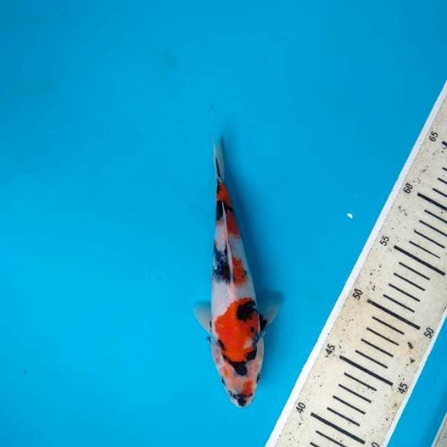 Showa Kindai 22cm