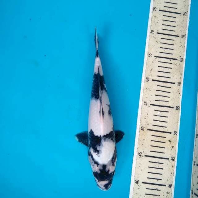 Shiro Utsuri huh hah 30cm