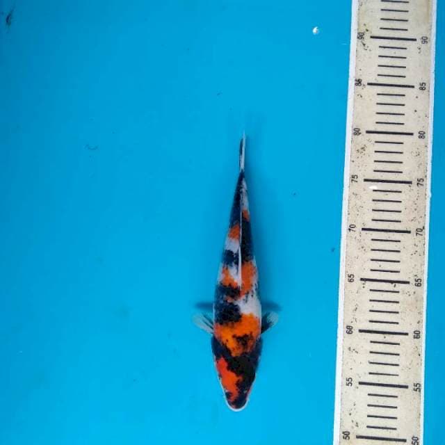 Showa Sanshoku 26cm