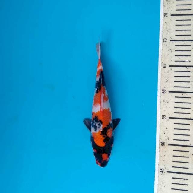 Showa Sanshoku 25cm