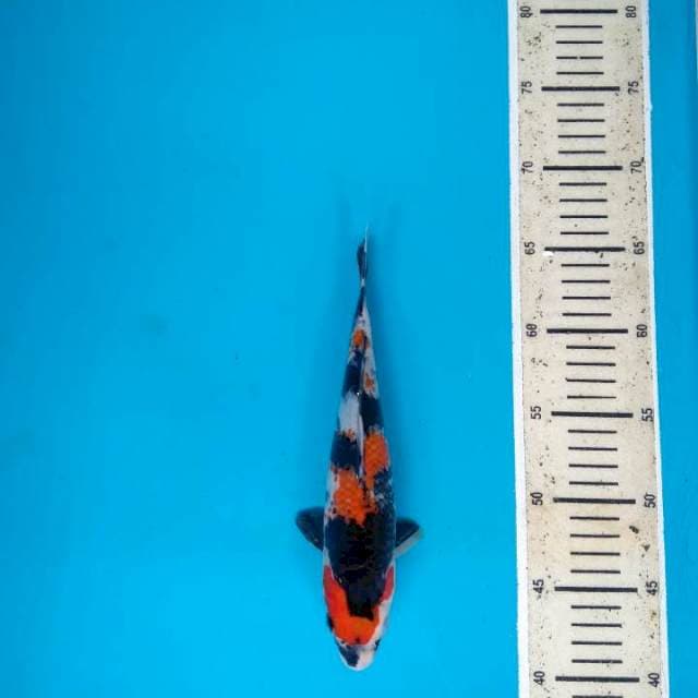 Showa Maruten Kindai 25cm