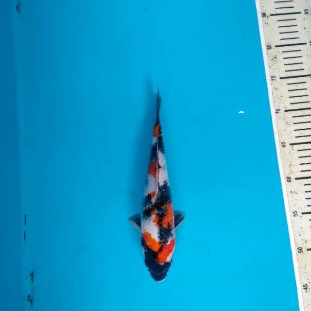 Showa Kindai Maruten 27cm