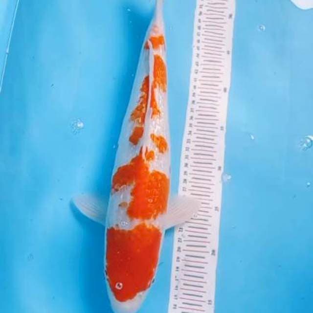 Kohaku Ginrin 44 cm
