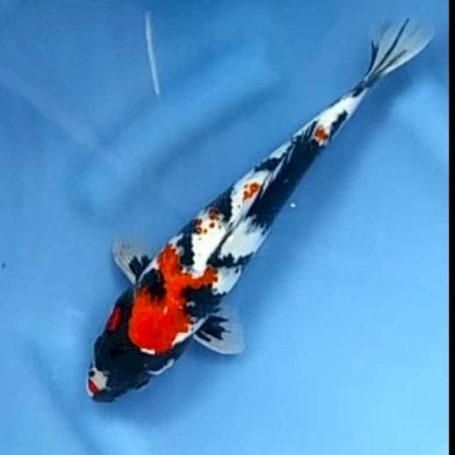 SHOWA JANTAN # 30CM