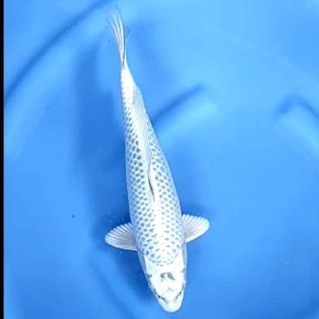MUKASHI # 32CM